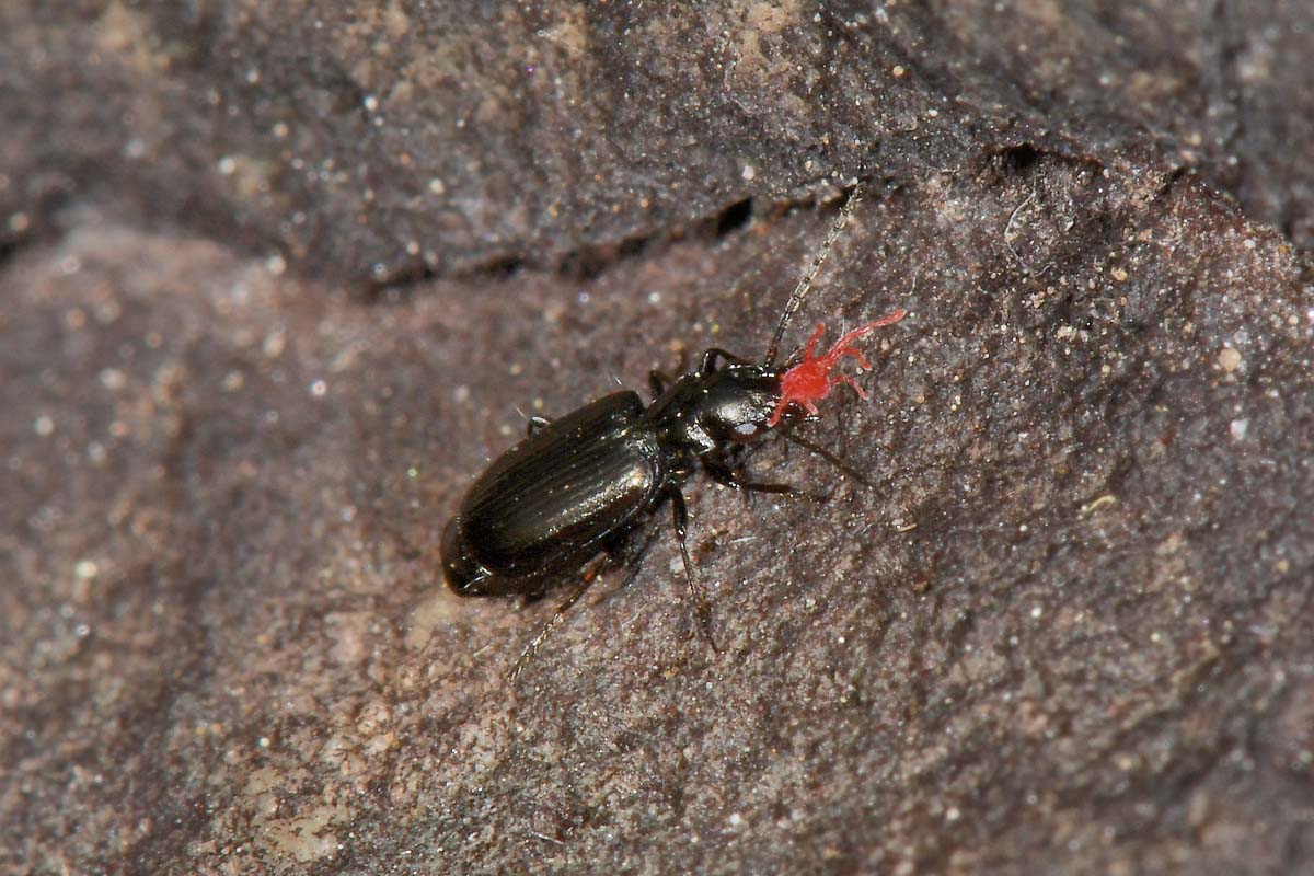 Carabidae: Apristus europaeus: il 